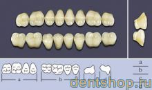 ���� ������������� �T1