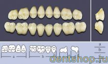 ���� ������������� �T3